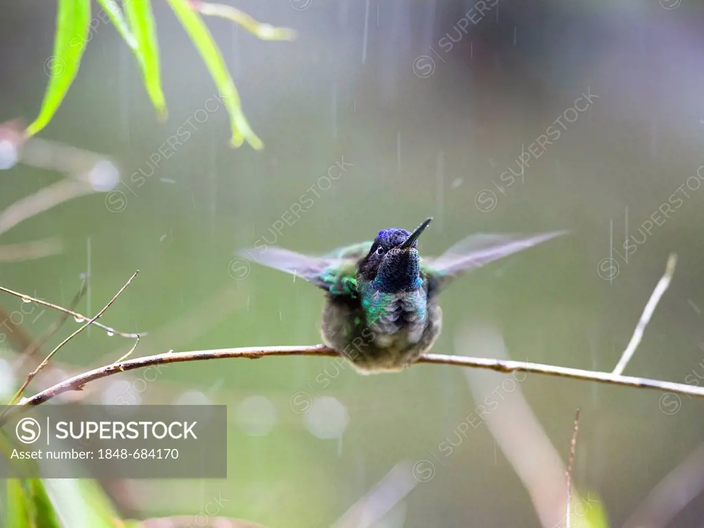 Magnificent Hummingbird (Eugenes fulgens), male, taking a bath in the rain, Cerro de la Muerte, Costa Rica, Central America