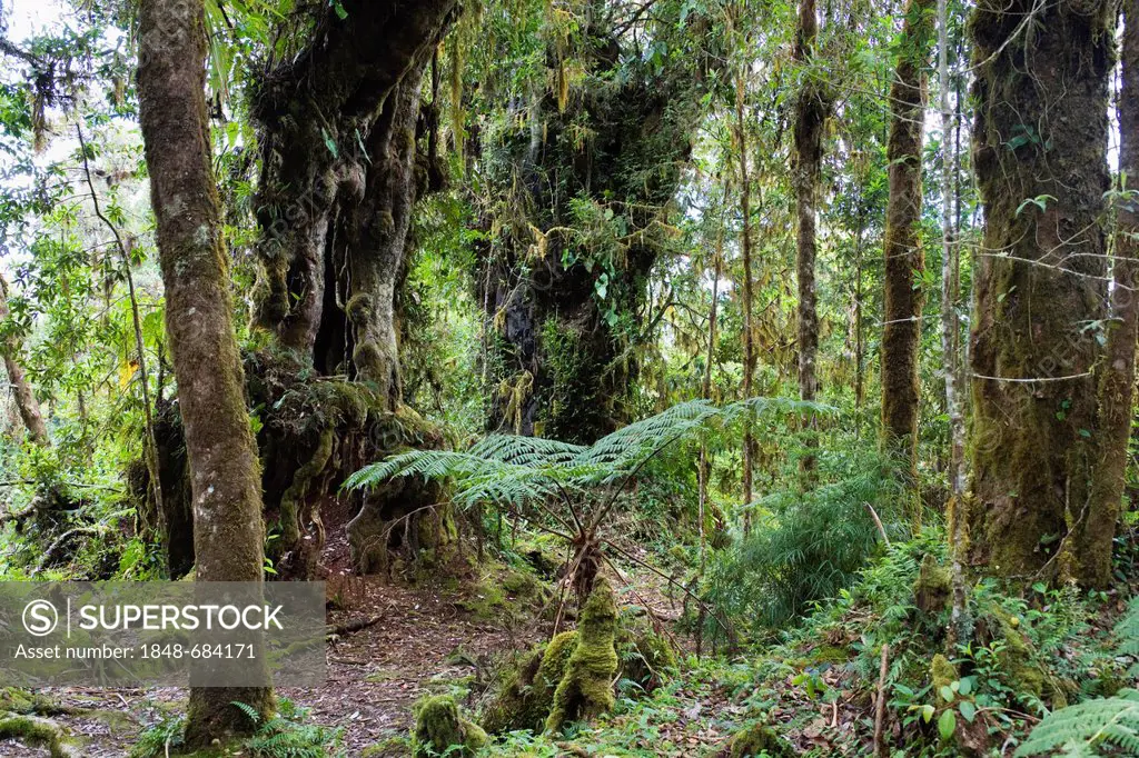 Mountain rainforest at Cerro de la Muerte, Costa Rica, Central America