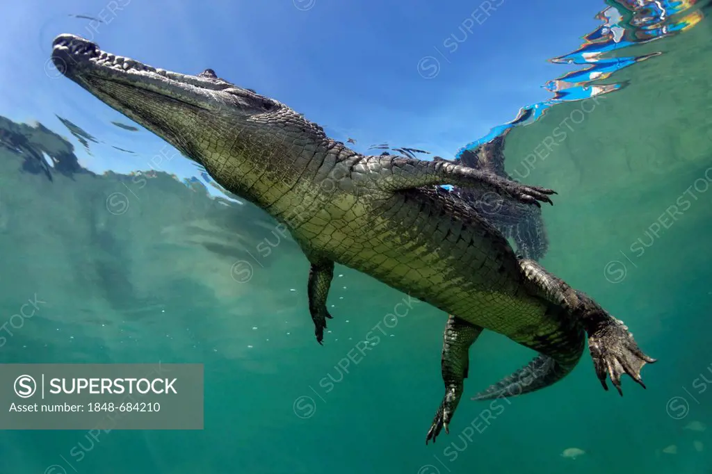 American crocodile (Crocodylus acutus), underwater, swimming close to surface, Republic of Cuba, Caribbean Sea, Central America