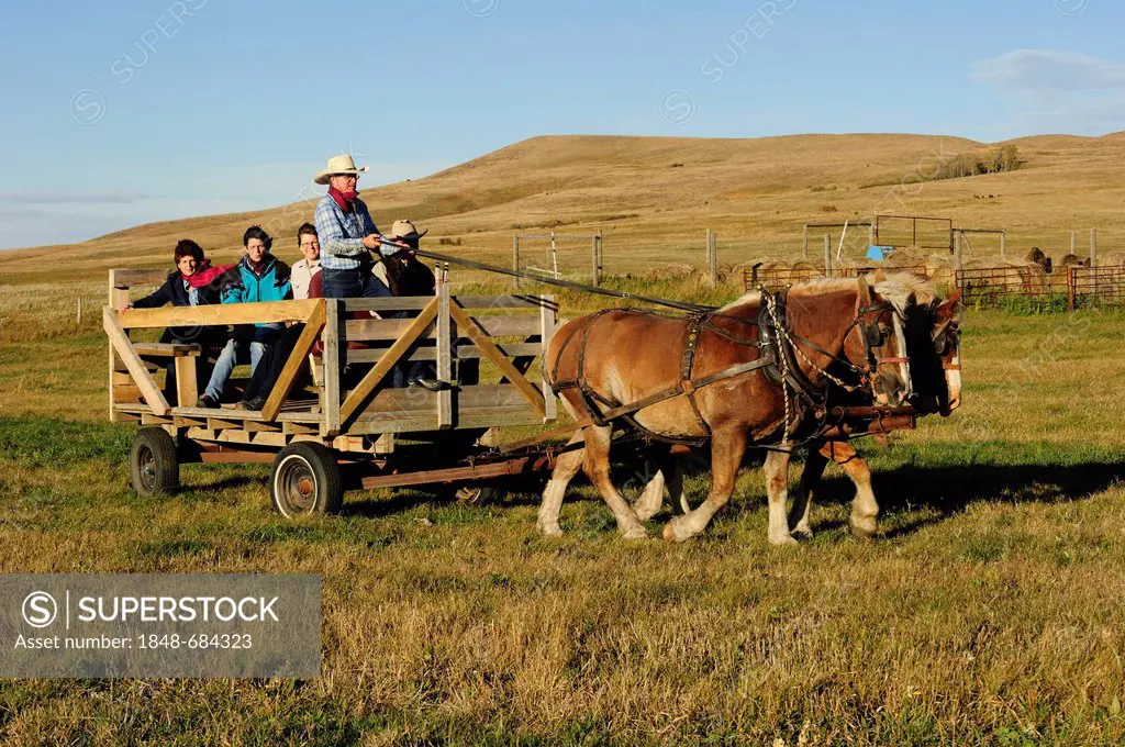 Horses pulling a carriage with people over the prairie, Saskatchewan, Canada, North America