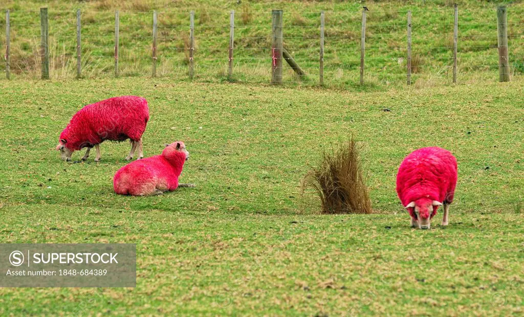 Sheep, died red for promotional purposes, eye-catcher by the roadside, Sheep World Farm and Nature Park, Warkworth, Highway 1, North Island, New Zeala...