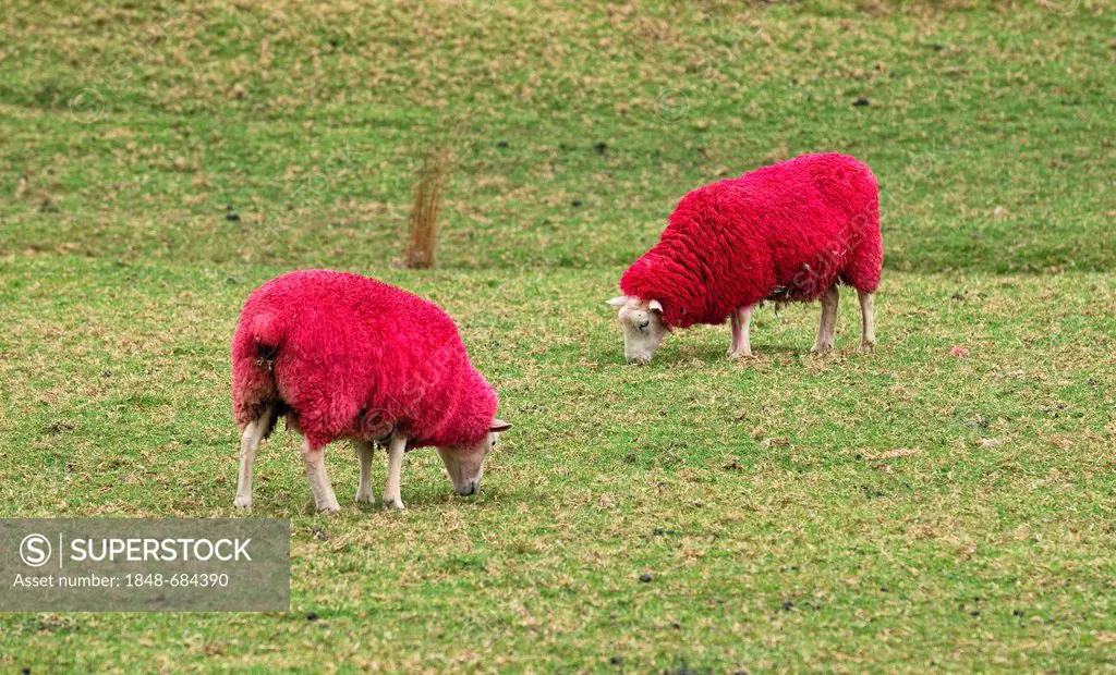 Sheep, died red for promotional purposes, eye-catcher by the roadside, Sheep World Farm and Nature Park, Warkworth, Highway 1, North Island, New Zeala...