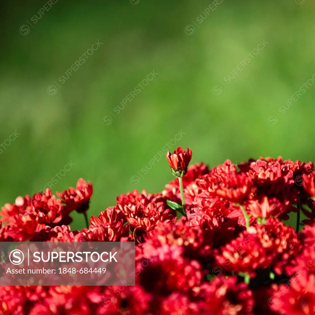 Red Chrysanthemum flowers