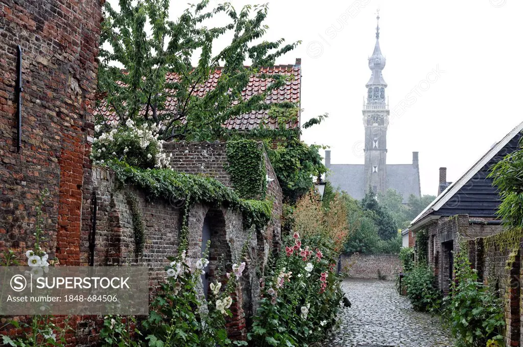 Romantic alley with hollyhocks, behind the late-Gothic town hall tower, Stadthuis town hall, historic town of Veere, Walcheren, Zeeland, Netherlands, ...