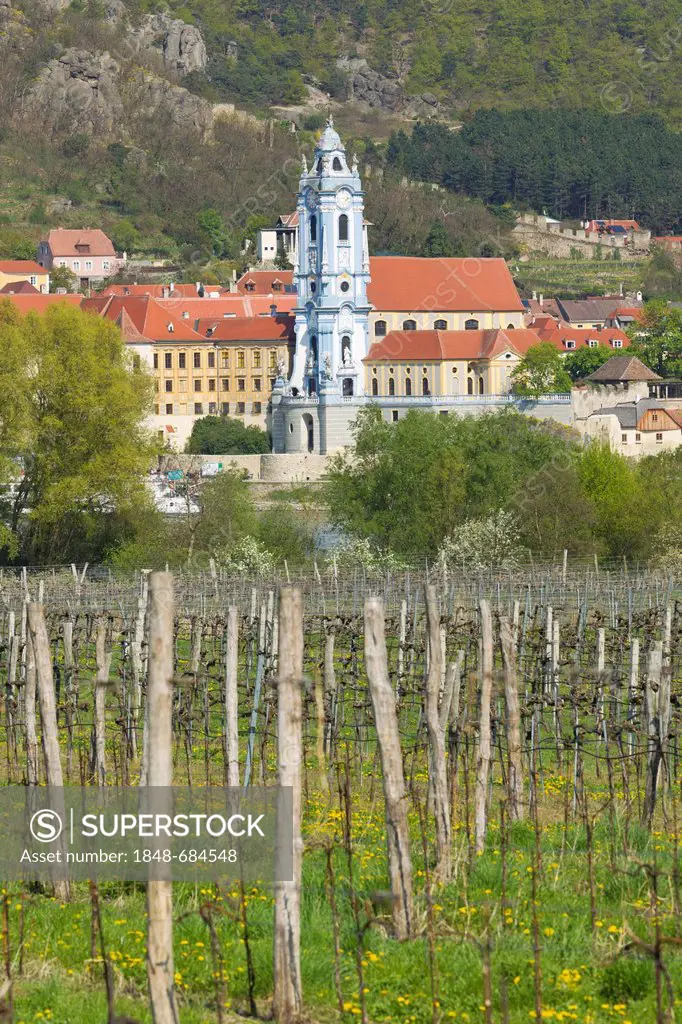 Duernstein an der Donau, vineyard, Wachau region, Lower Austria, Austria, Europe