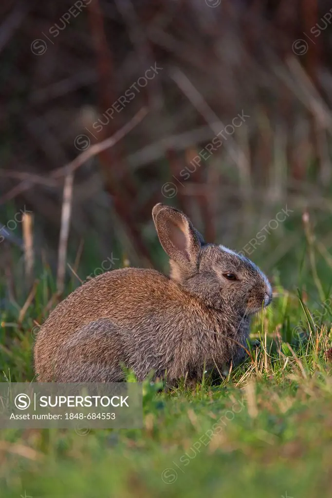 Hybrid between a wild rabbit (Oryctolagus cuniculus) and a domestic rabbit (Oryctolagus cuniculus forma domestica), Texel, The Netherlands, Europe