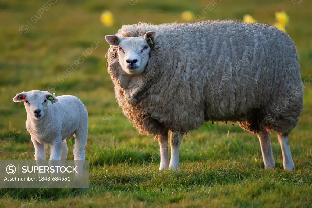 Domestic sheep (Ovis orientalis aries) with a lamb, Texel, The Netherlands, Europe