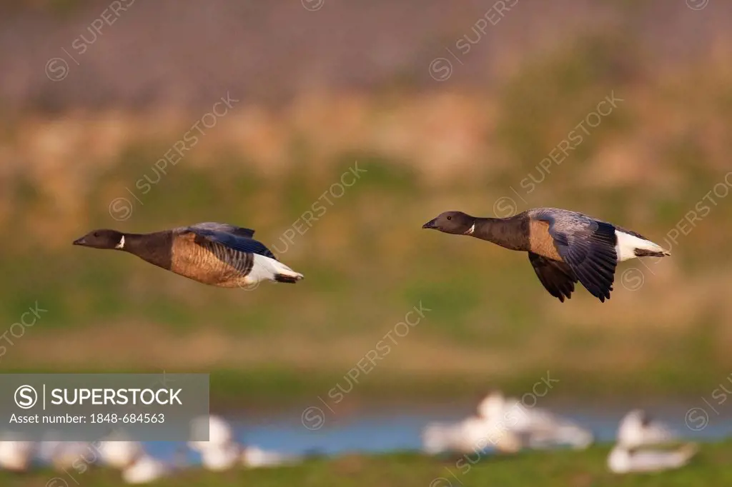 Brent geese (Branta bernicla) in flight, Texel, The Netherlands, Europe