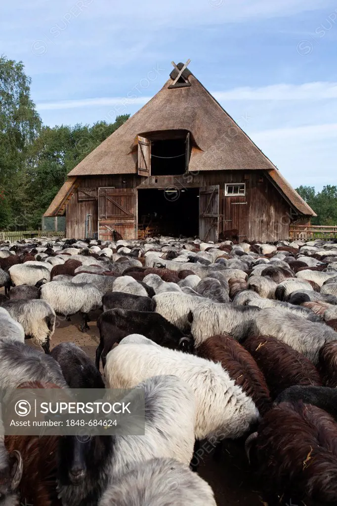 Sheep outside a sheep barn near Wilsede, Lueneburg Heath, Lower Saxony, Germany, Europe
