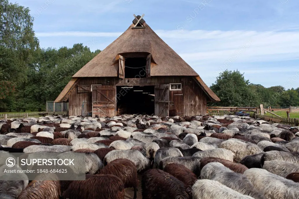 Sheep outside a sheep barn near Wilsede, Lueneburg Heath, Lower Saxony, Germany, Europe