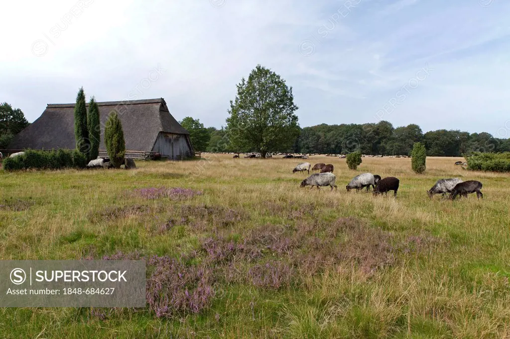 Sheep, historic sheep barn near Wilsede, Lueneburg Heath, Lower Saxony, Germany, Europe