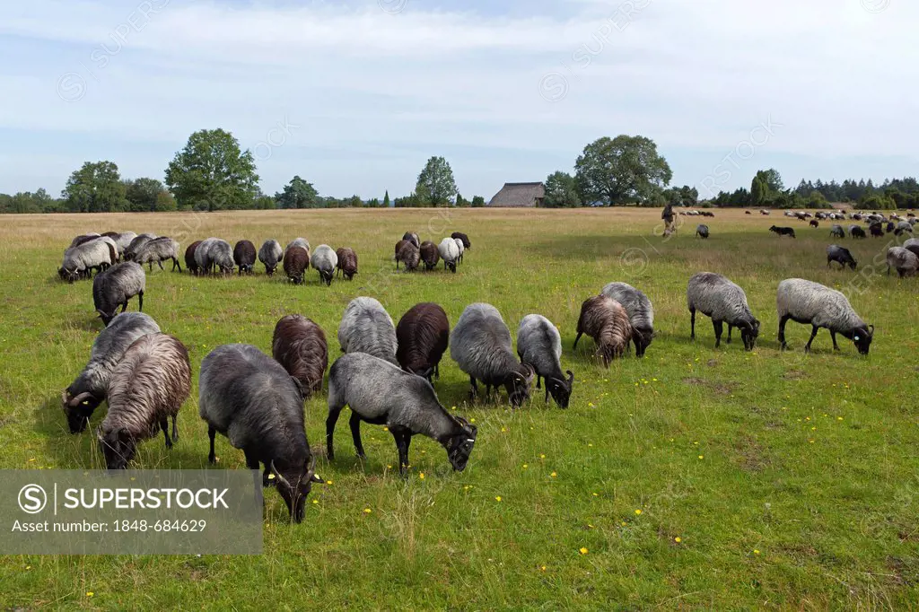 Flock of Heidschnucke moorland sheep near Wilsede, Lueneburg Heath, Lower Saxony, Germany, Europe