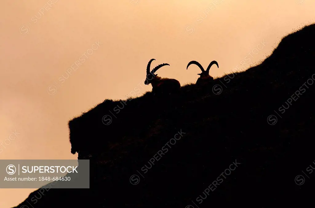 Alpine ibex (Capra ibex), two males, silhouettes, Hohe Tauern National Park, Carinthia, Austria, Europe