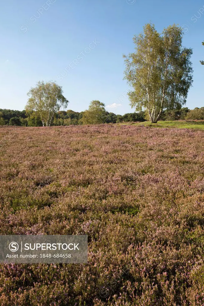 Blooming heather, Westruper Heide Nature Reserve, Hohe Mark Nature Park, Muensterland, North Rhine-Westphalia, Germany, Europe, PublicGround