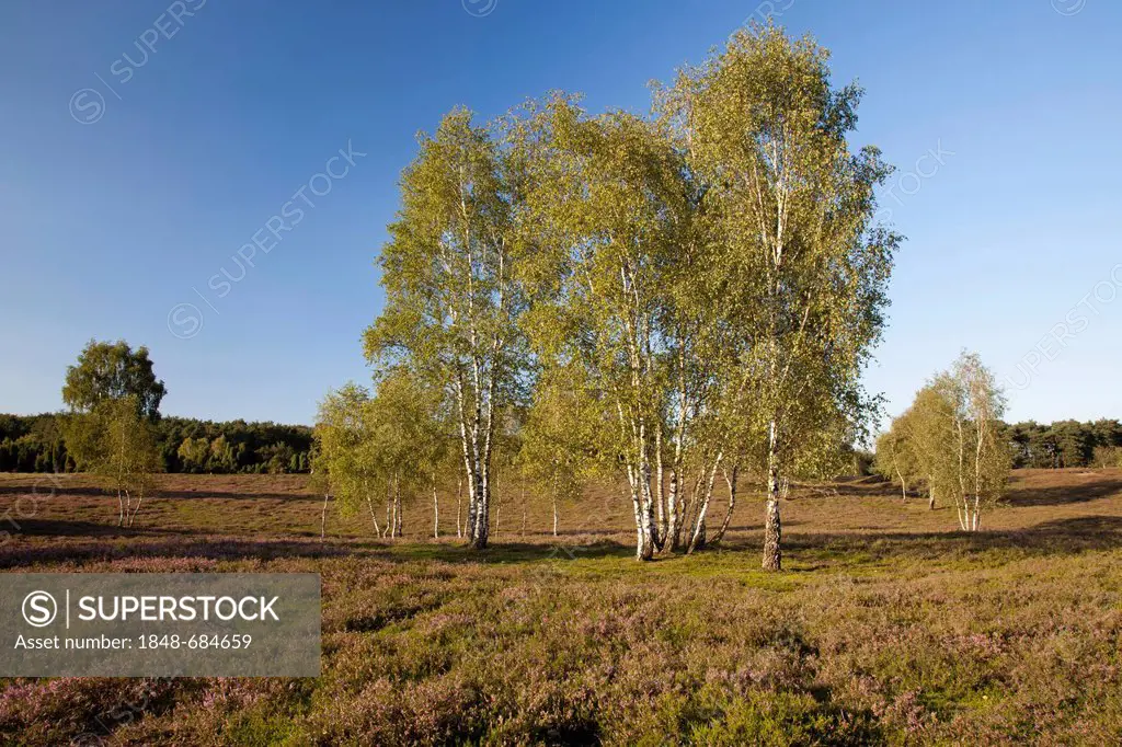 Blooming heather and birch trees, Westruper Heide Nature Reserve, Hohe Mark Nature Park, Muensterland, North Rhine-Westphalia, Germany, Europe, Public...