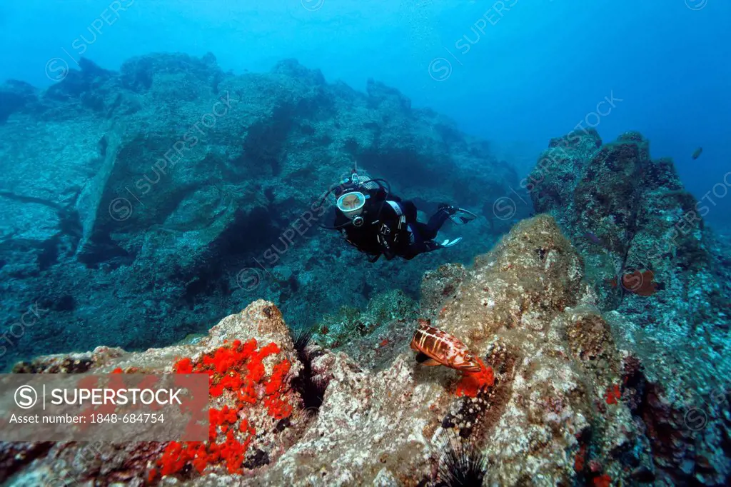 Diver Scuba diver observing a Blacktail Comber (Serranus atricauda), rocky reef, Madeira, Portugal, Europe, Atlantic Ocean