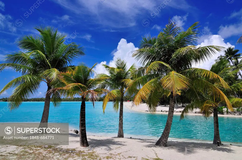 Palm trees at the beach, St. Regis Bora Bora Resort, Bora Bora, Leeward Islands, Society Islands, French Polynesia, Pacific Ocean