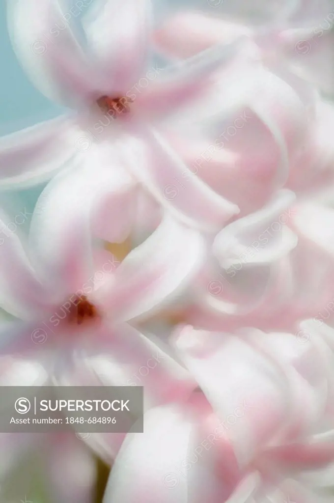 Hyacinth (Hyacinthus), pink, white, detail