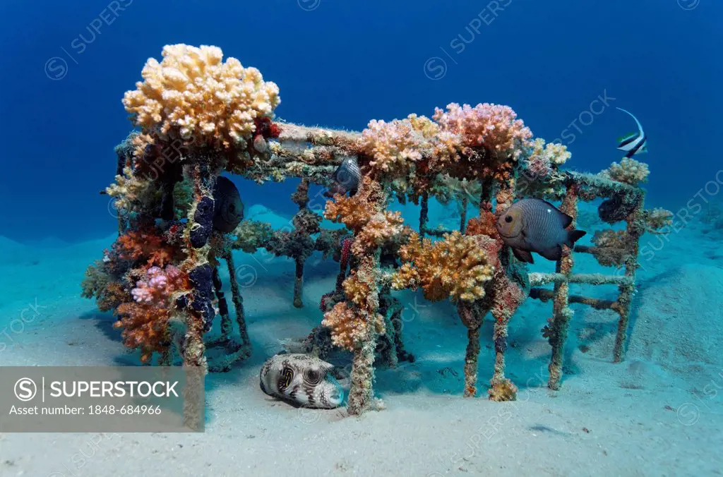Old fish-trap crusted with stone corals, hideaway for White-spotted Puffer (Arothron hispidus) and Domino Damselfish (Dascyllus trimaculatus) Makadi B...