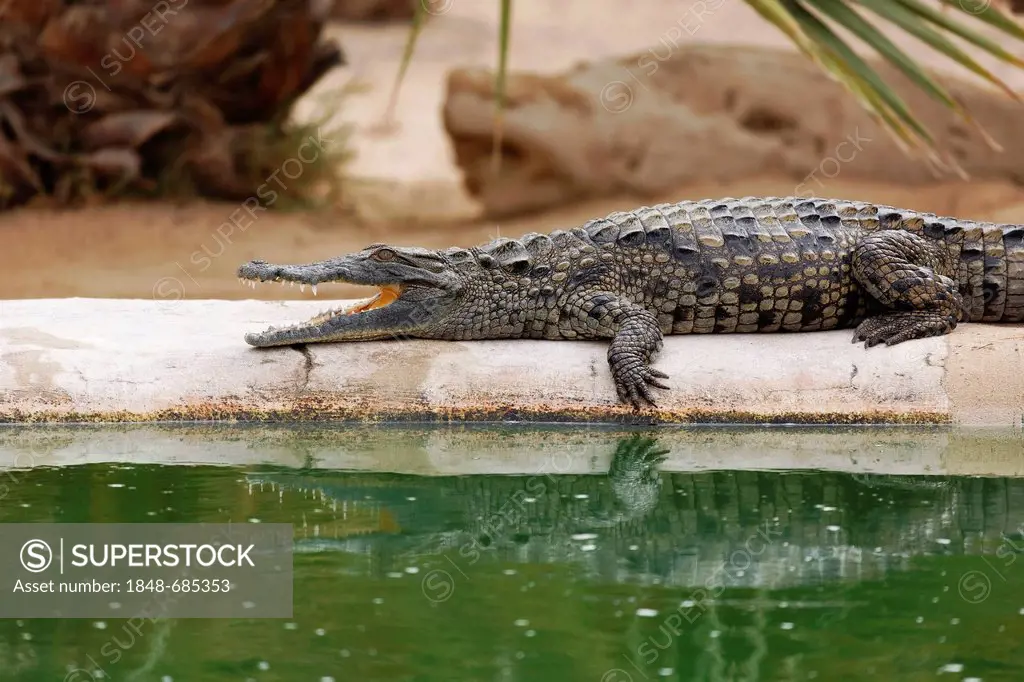Nile crocodile (Crocodylus niloticus), Djerba Explore Park, Midoun, Djerba, Tunisia, Maghreb region, North Africa, Africa