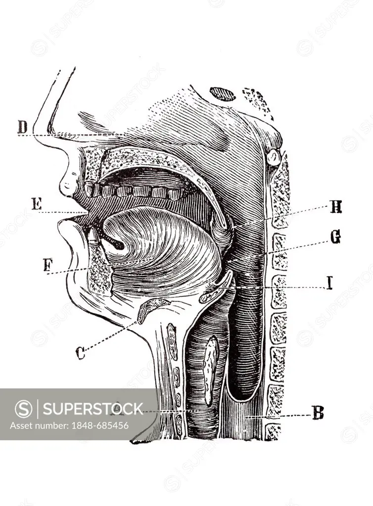 Longitudinal section of a human head, anatomical illustration