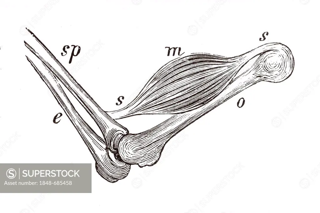 Cubital joint, anatomical illustration
