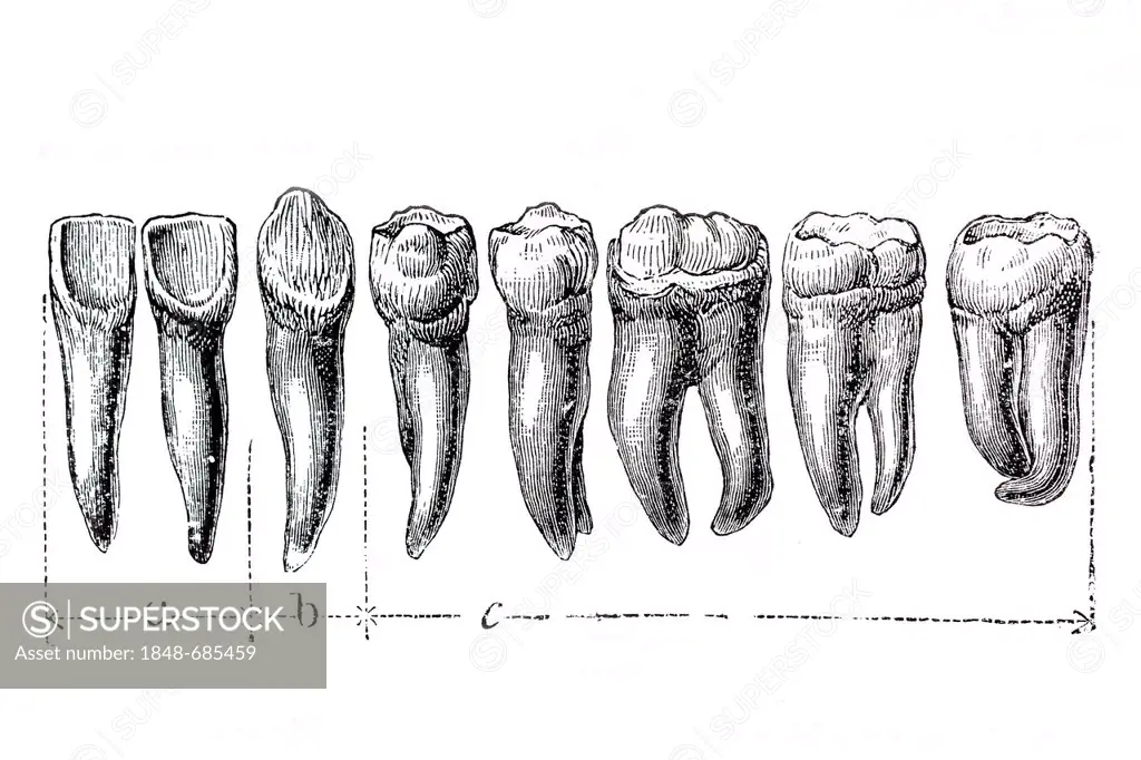 Human teeth, anatomical illustration
