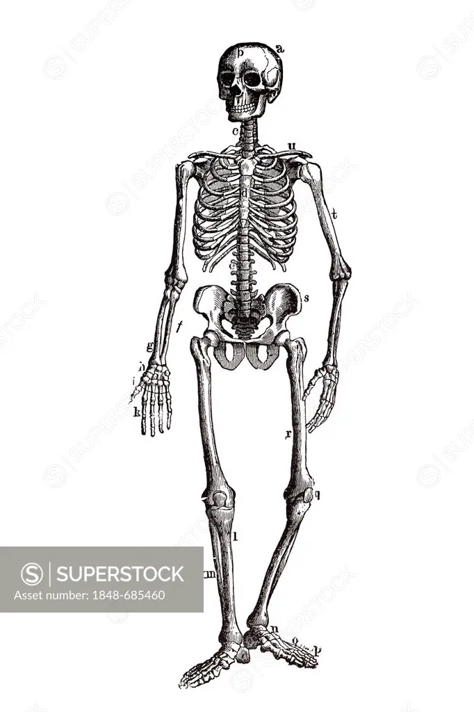 Human skeleton, anatomical illustration