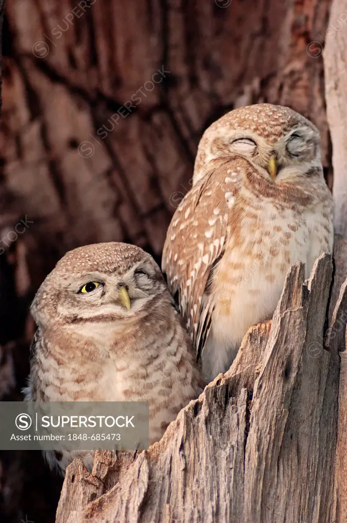 Spotted Owlets (Athene brama), pair, Keoladeo Ghana National Park, Rajasthan, India, Asia