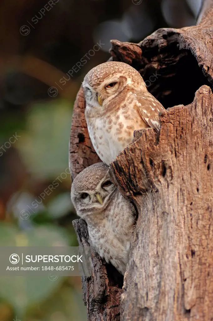 Spotted Owlets (Athene brama), pair, Keoladeo Ghana National Park, Rajasthan, India, Asia