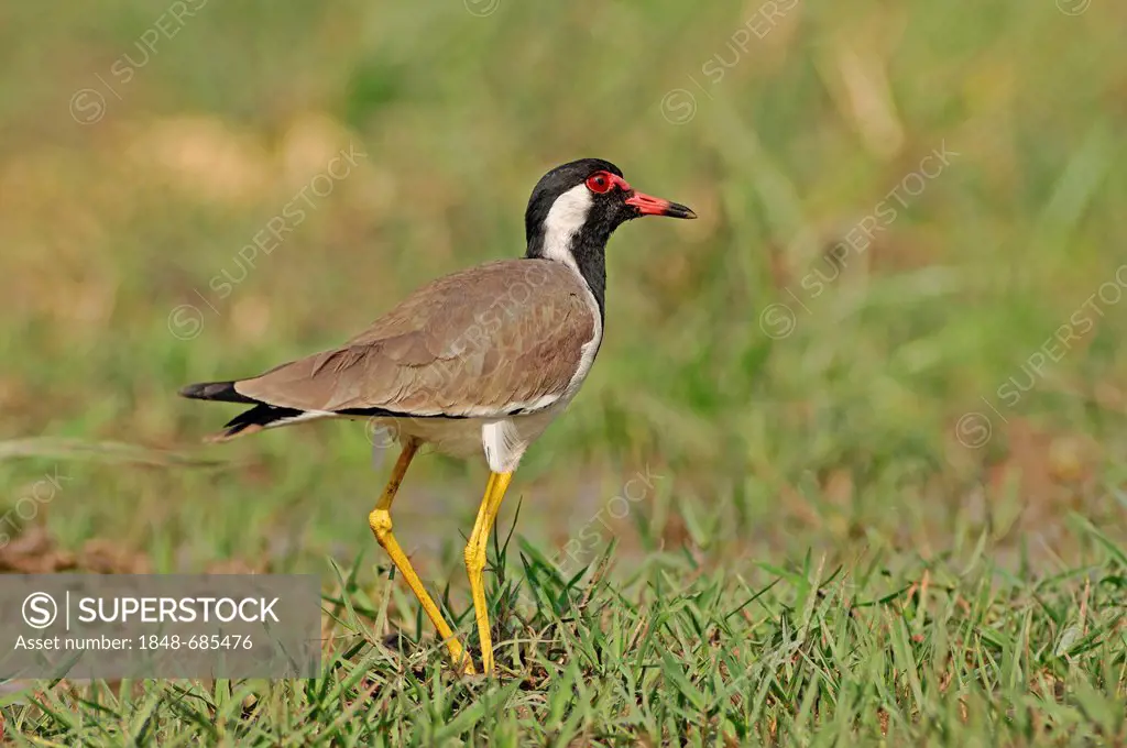Red-wattled Lapwing (Vanellus indicus), Keoladeo Ghana National Park, Rajasthan, India, Asia