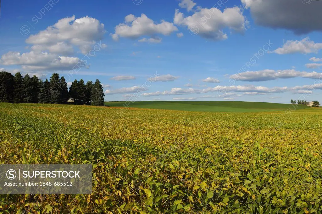 Cultivated landscape, Oconomowoc, Wisconsin, USA, America