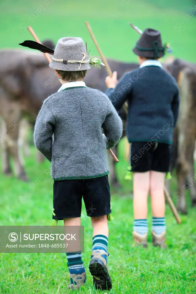 Boys wearing traditional costume during Viehscheid, separating the cattle after their return from the Alps, Thalkirchdorf, Oberstaufen, Bavaria, Germa...