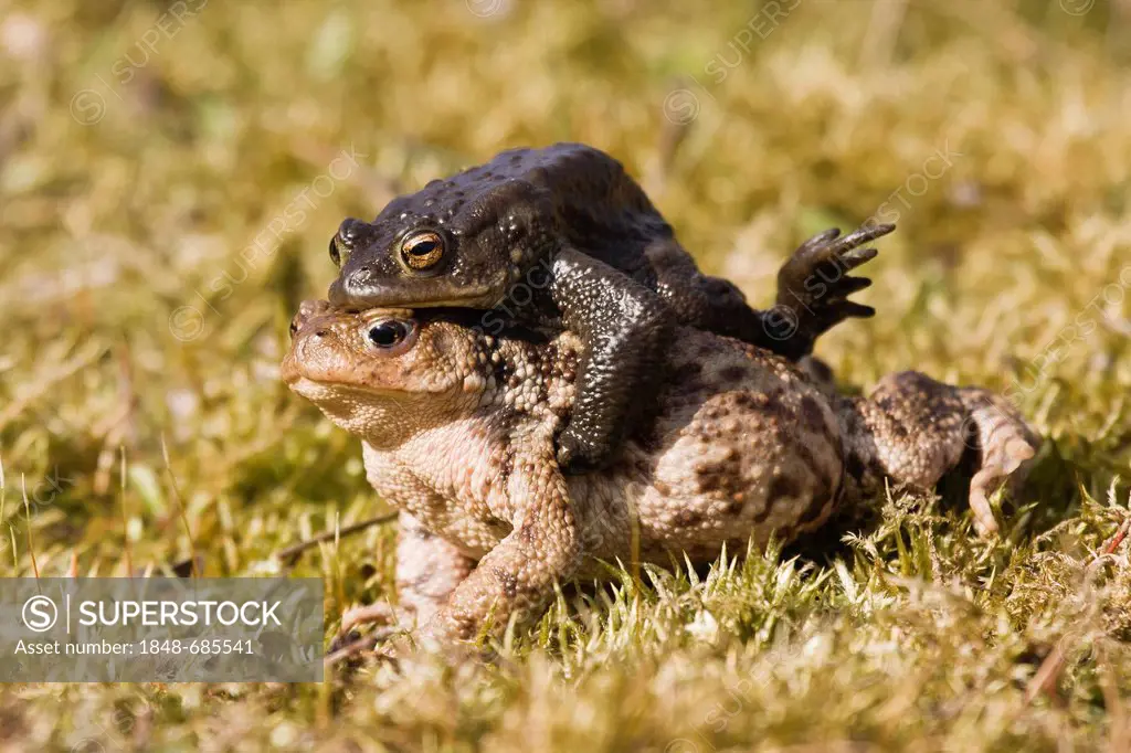 Common toads (Bufo bufo), mating