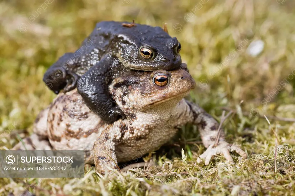 Common toads (Bufo bufo), mating