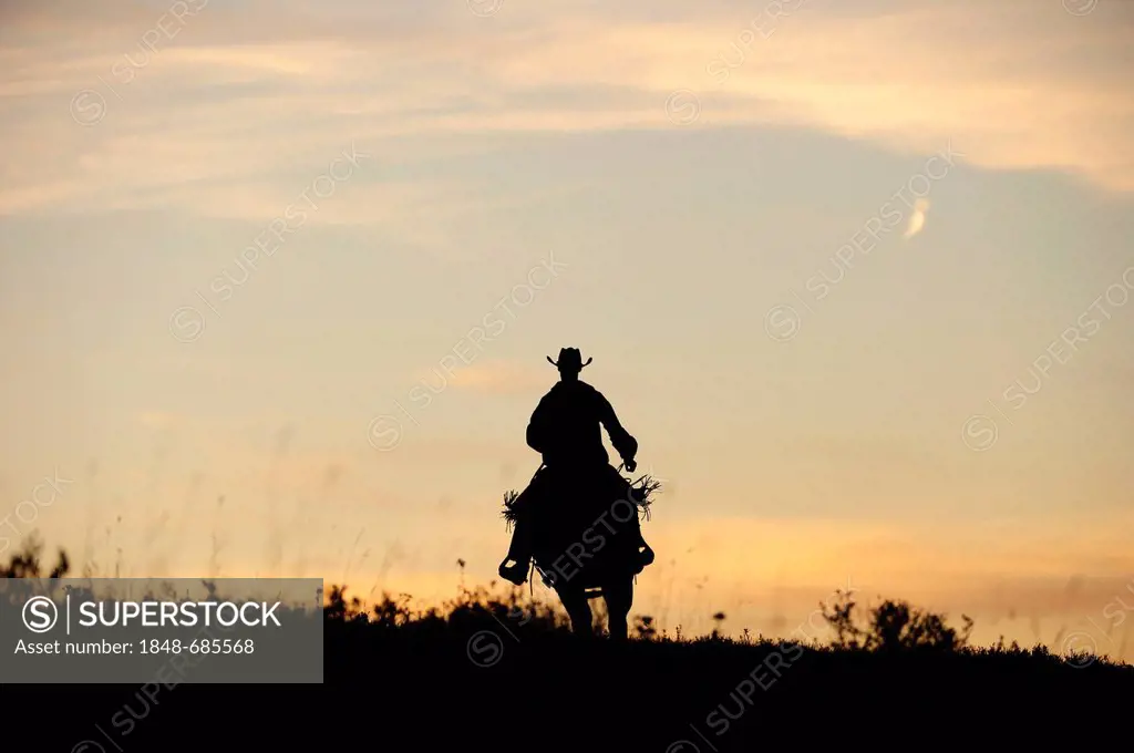 Cowboy riding over the prairie, silhouette at sunset, Saskatchewan, Canada, North America