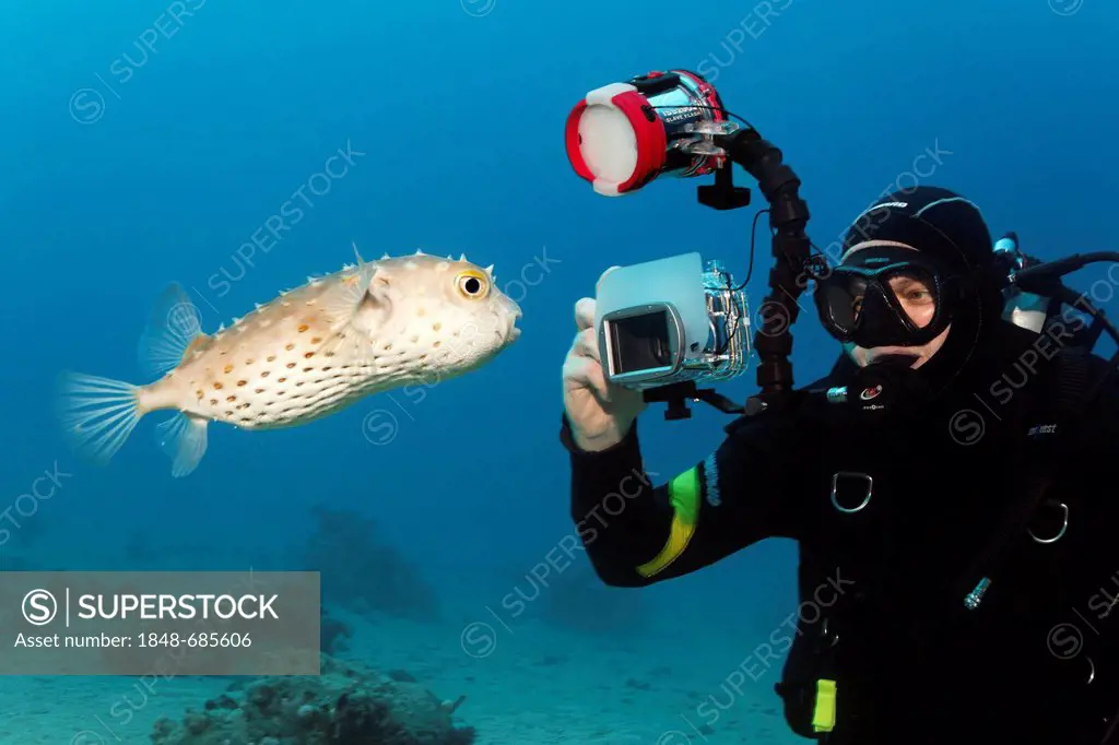 Diver with underwater camera taking photo of Yellow-spotted Burrfish (Chilomycterus spilostylus), Makadi Bay, Hurghada, Egypt, Red Sea, Africa