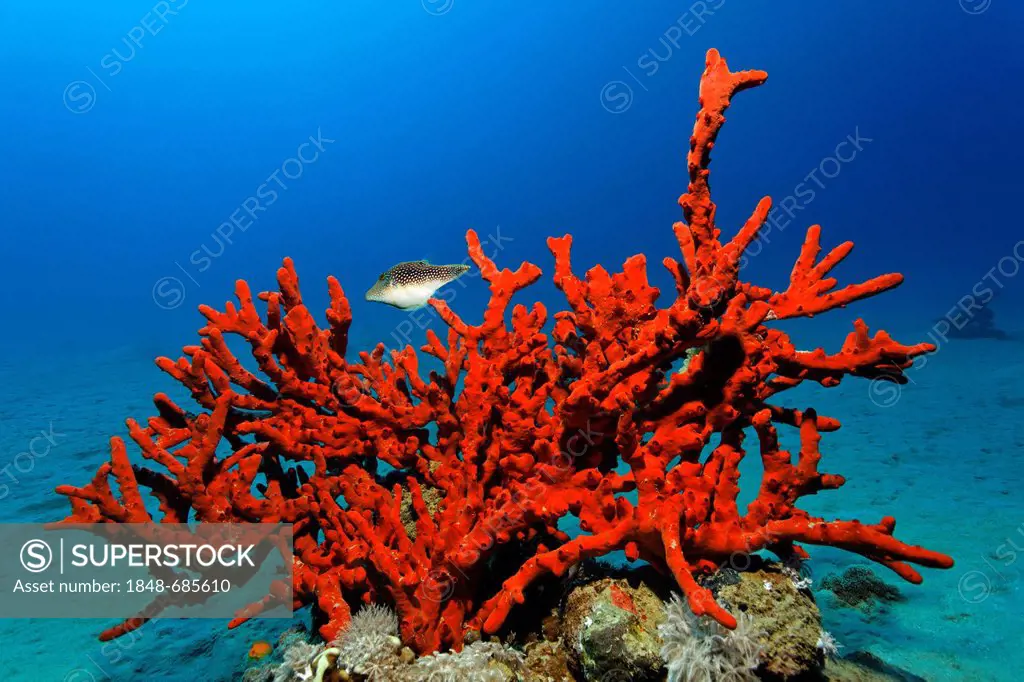 Magnificant Fire Sponge (Latrunculia magnifica), Spotted Sharpnose (Canthigaster solandri), Makadi Bay, Hurghada, Egypt, Red Sea, Africa