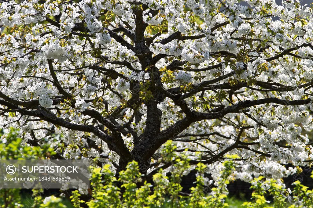 Blooming apple tree (Malus), blossoming season on the Hoeri peninsula, Lake Constance, Landkreis Konstanz county, Baden-Wuerttemberg, Germany, Europe