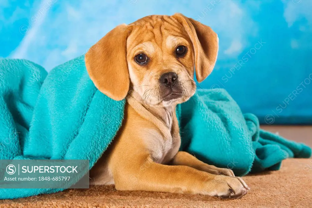 Puggle puppy, designer dog, looking out from under a blanket