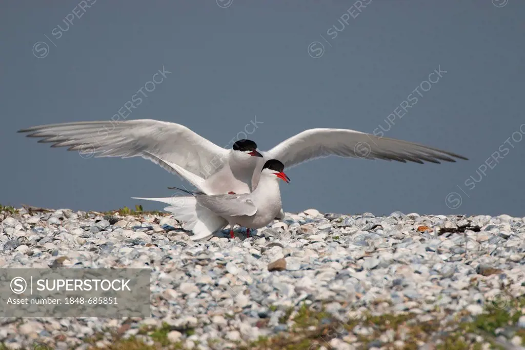 Common Tern (Sterna hirundo), pair, copulation, Texel, The Netherlands, Europe