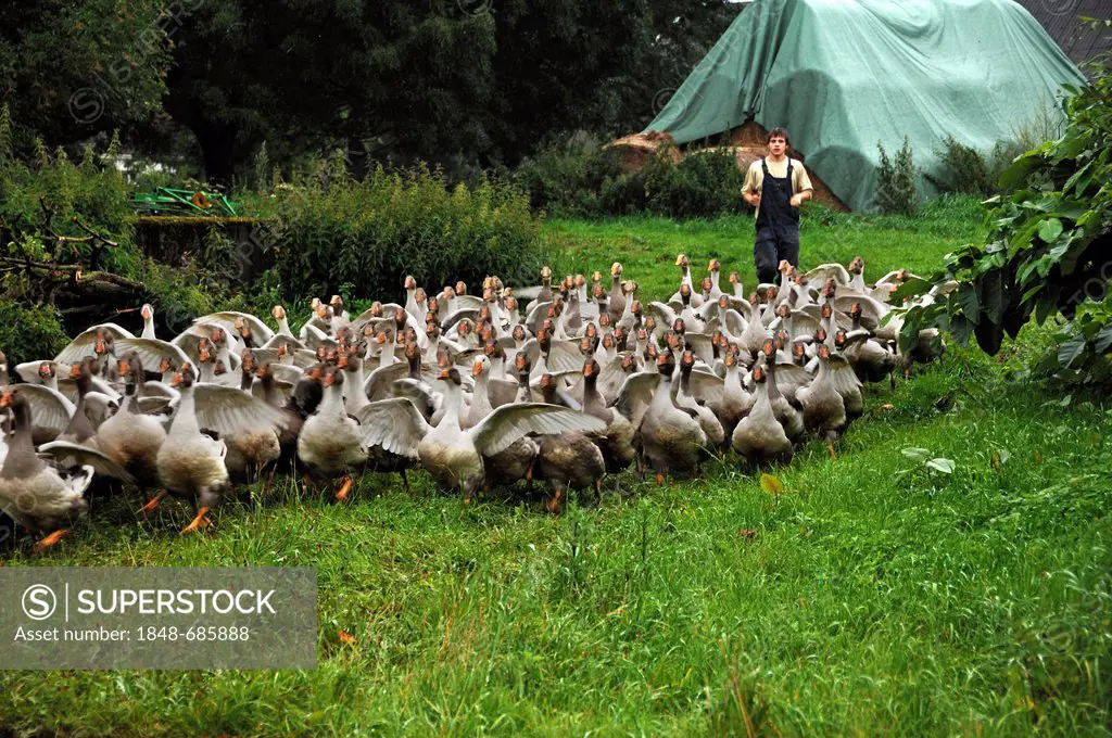 Young farmer leading Pied Pomeranian Geese out to the meadow on an organic farm, Othenstorf, Mecklenburg-Western Pomerania, Germany, Europe