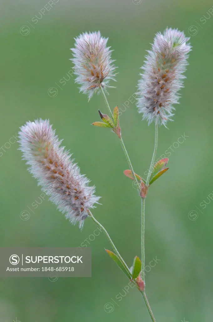 Haresfoot clover, Rabbitfoot clover, Stone clover (Trifolium arvense), Niederlangen, Emsland, Lower Saxony, Germany, Europe