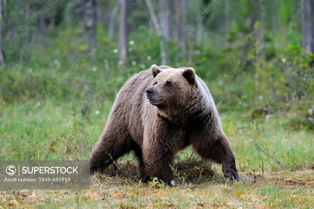 Brown bear (Ursus arctos), female in a Finnish marsh, Martinselkonen, Karelia, eastern Finland, Finland, Europe