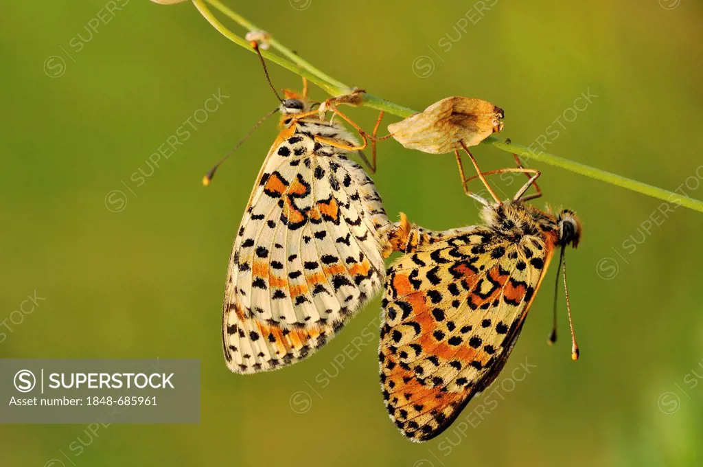 Spotted Fritillary or Red-band Fritillary butterflies (Melitaea didyma) pairing, Dolomites of Feltre, Feltre, Italy, Europe