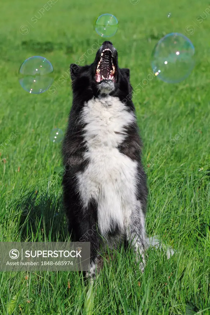 Male dog, half-breed (Canis lupus familiaris) snatching at soap bubbles
