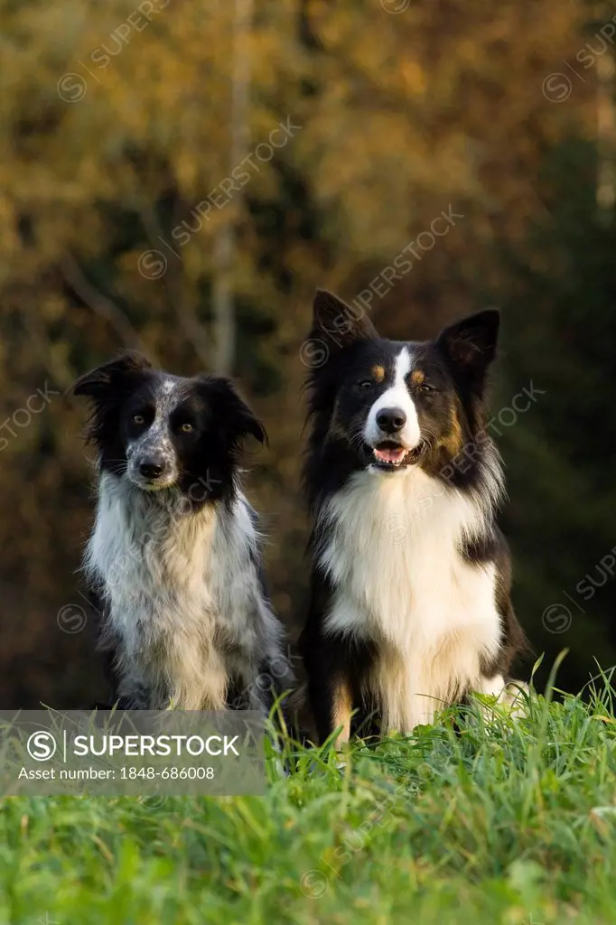 Two Border Collies sitting on a meadow
