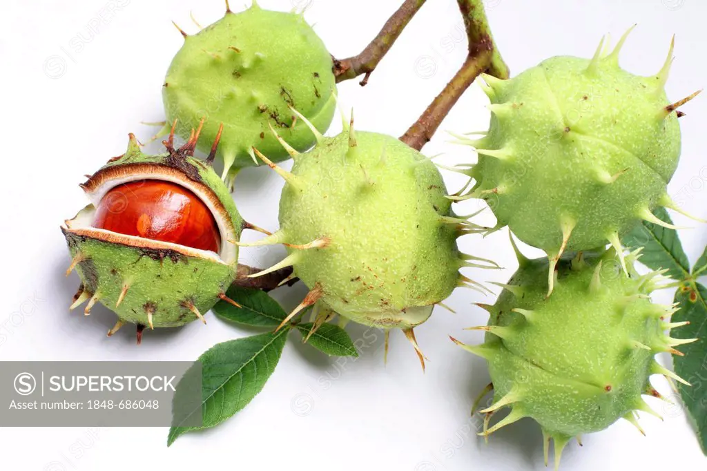 Horse Chestnut (Aesculus hippocastanum), fruit capsules with one split open