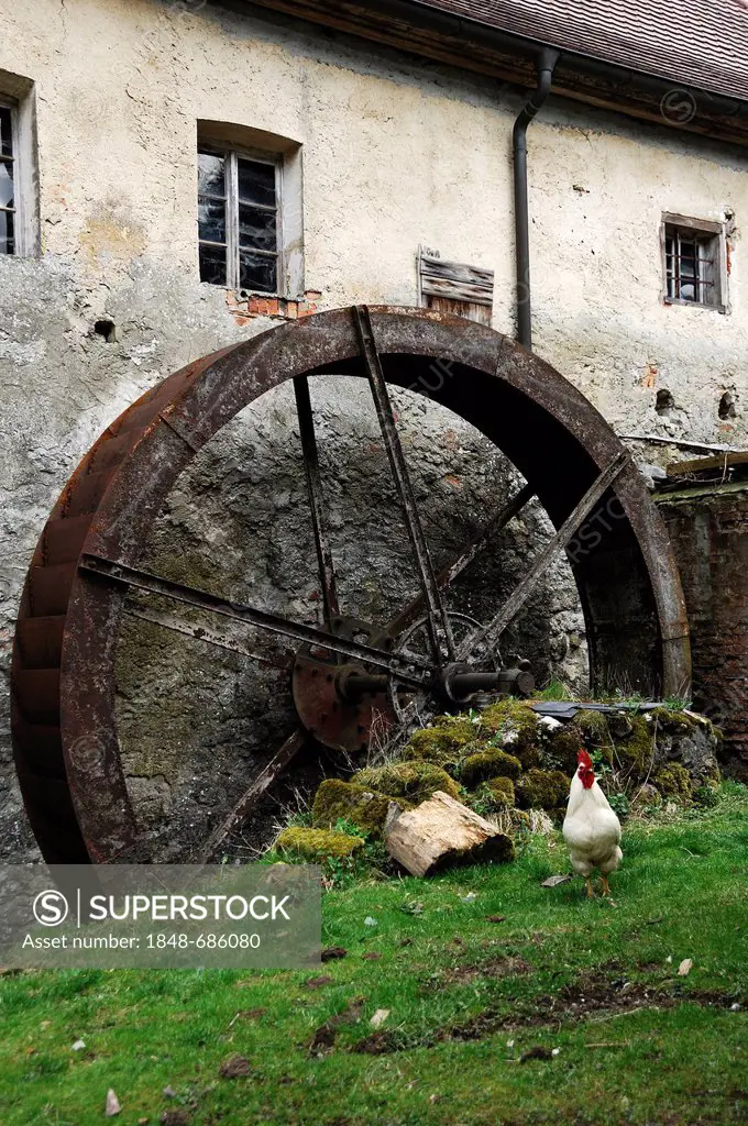 Rusty old mill wheel of Hackermuehle or Obermuehle, mill, 1547, white rooster (Gallus gallus domesticus) at front, Obertrubach, Upper Franconia, Bavar...