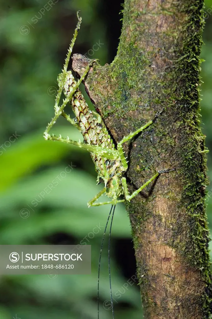 Camouflaged grashopper, undetermined species, in the lowland rainforest, Braulio Carrillo National Park, Costa Rica, Central America